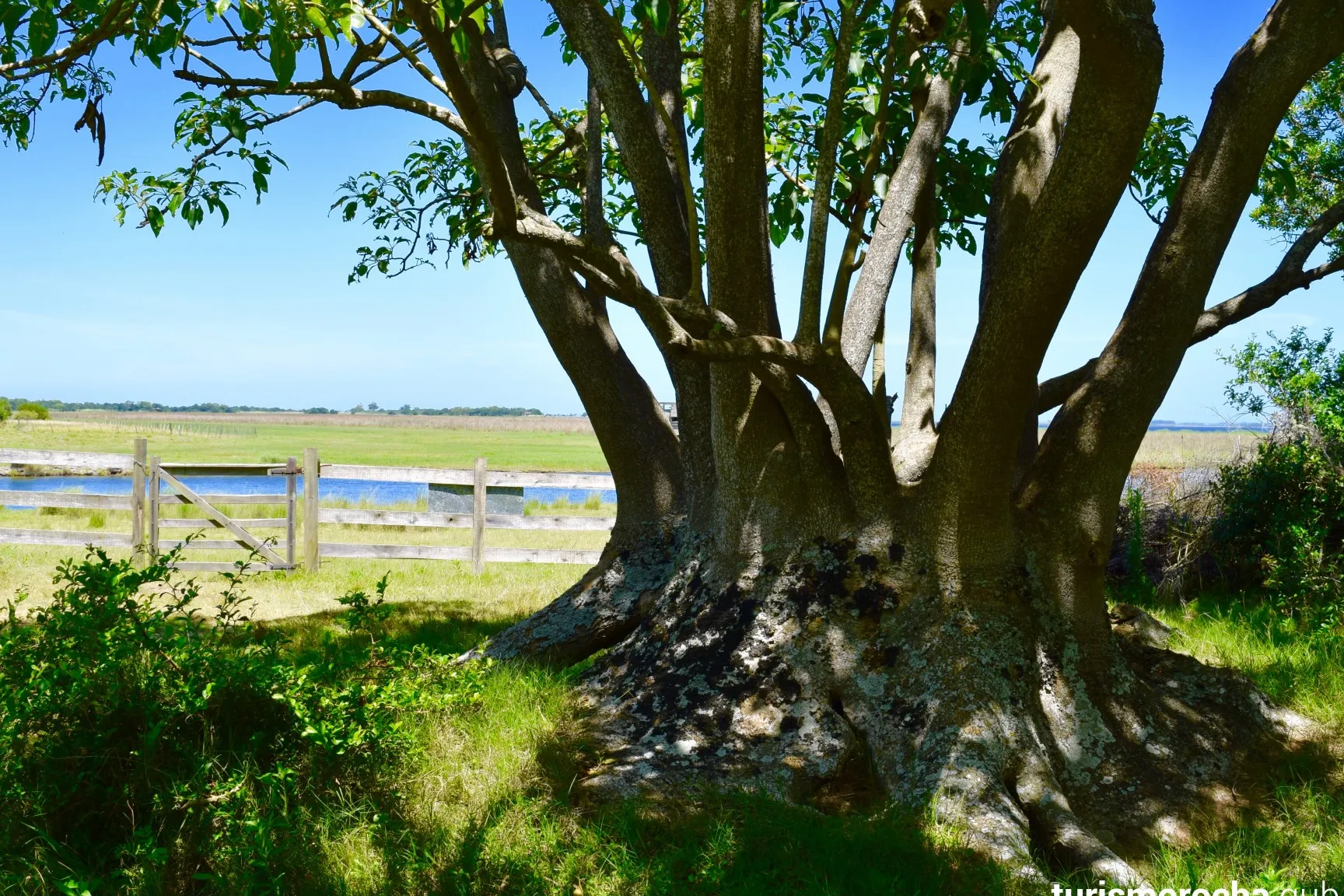 Bosque de Ombúes