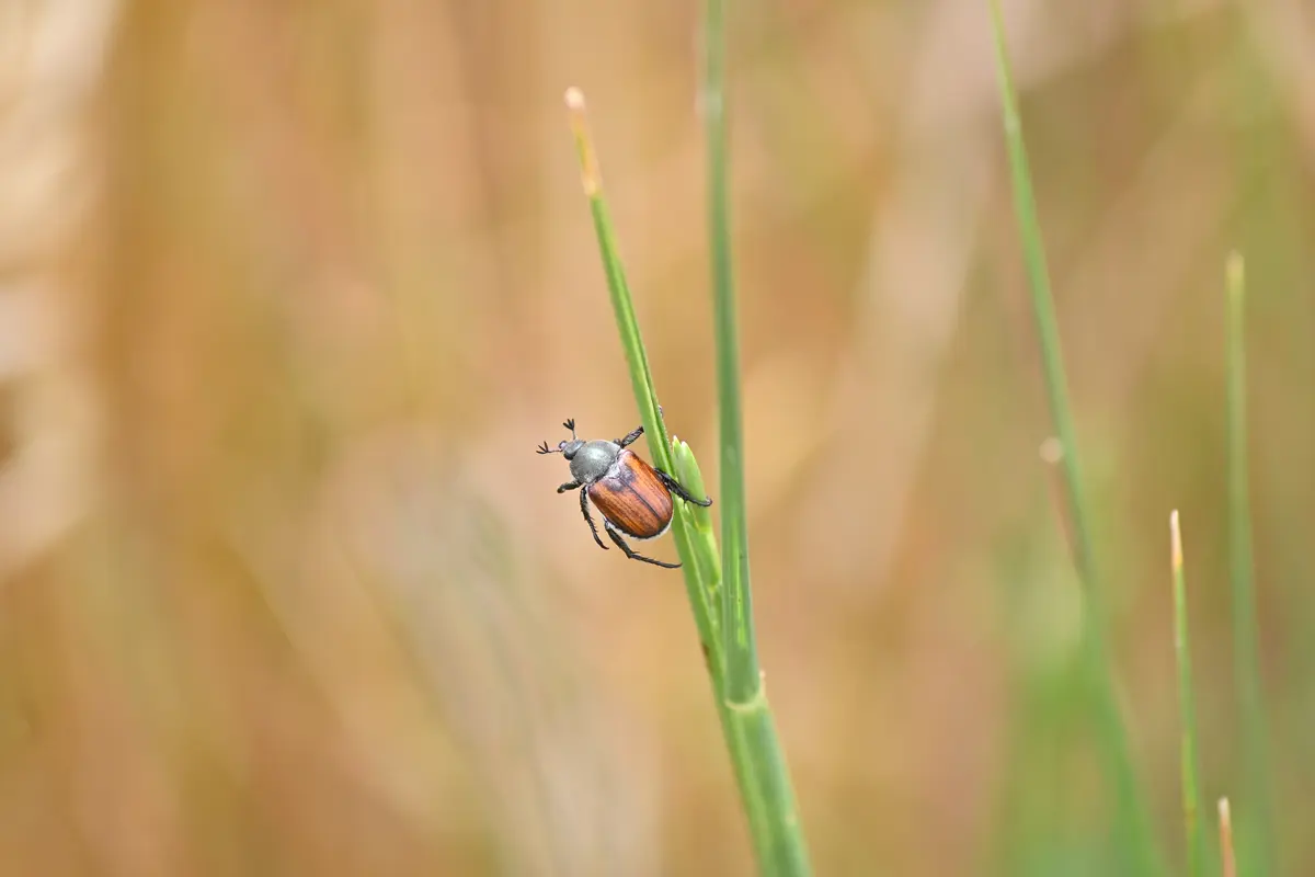 Audioguía de Divjake