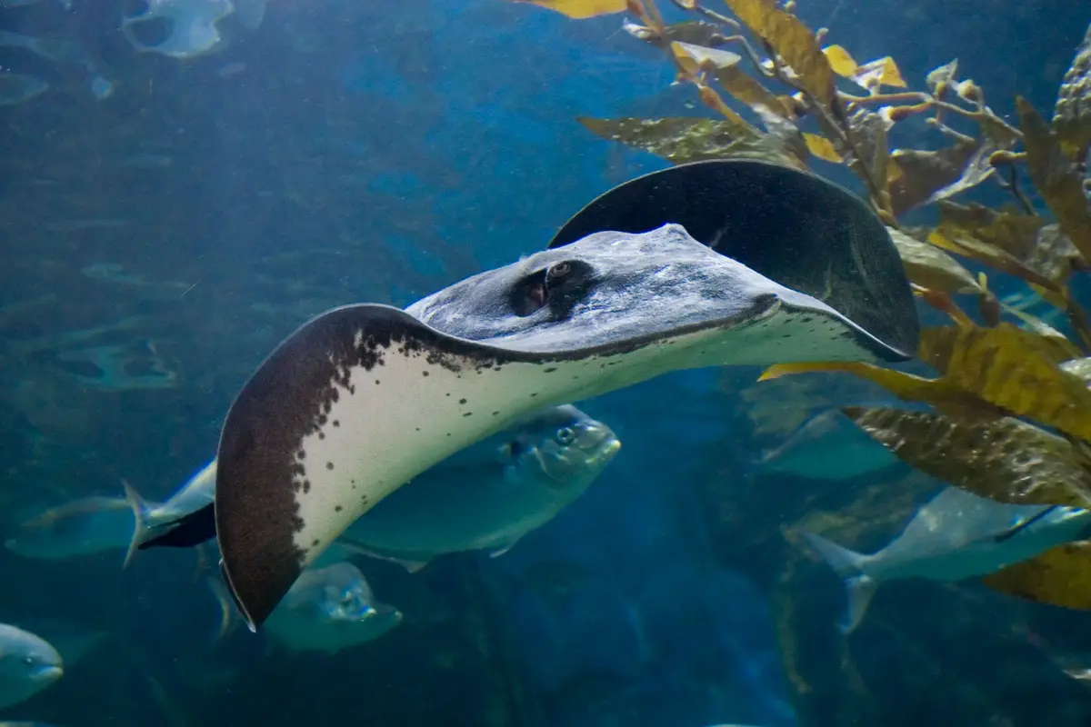 Audioguía de Acuario De Melbourne