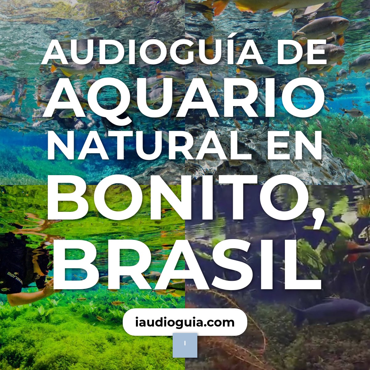 Audioguía de Aquario Natural