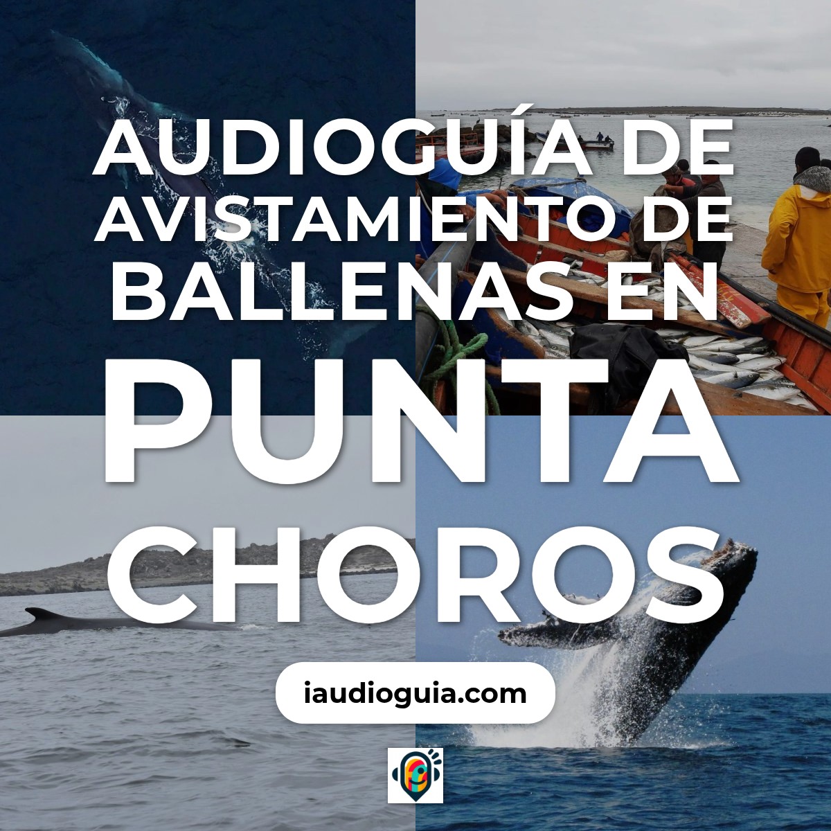 Audioguía de Avistamiento Ballenas
