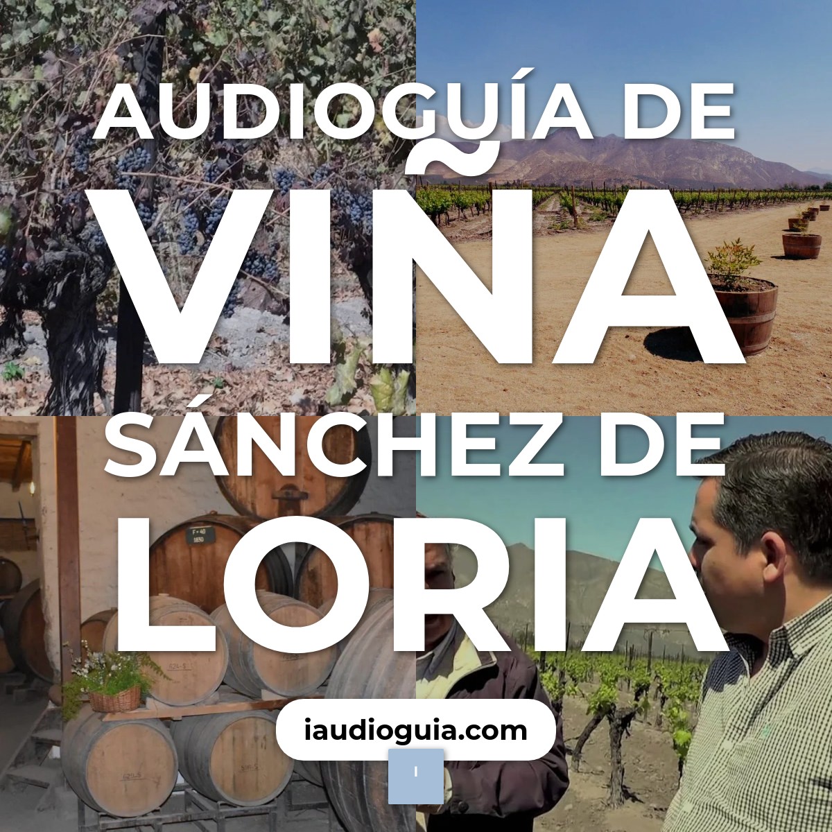 Audioguía de Vina Sanchez Loria