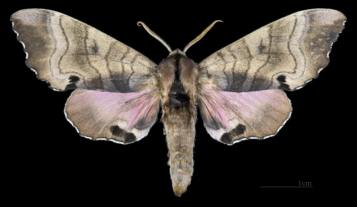 Audioguía de Harbin