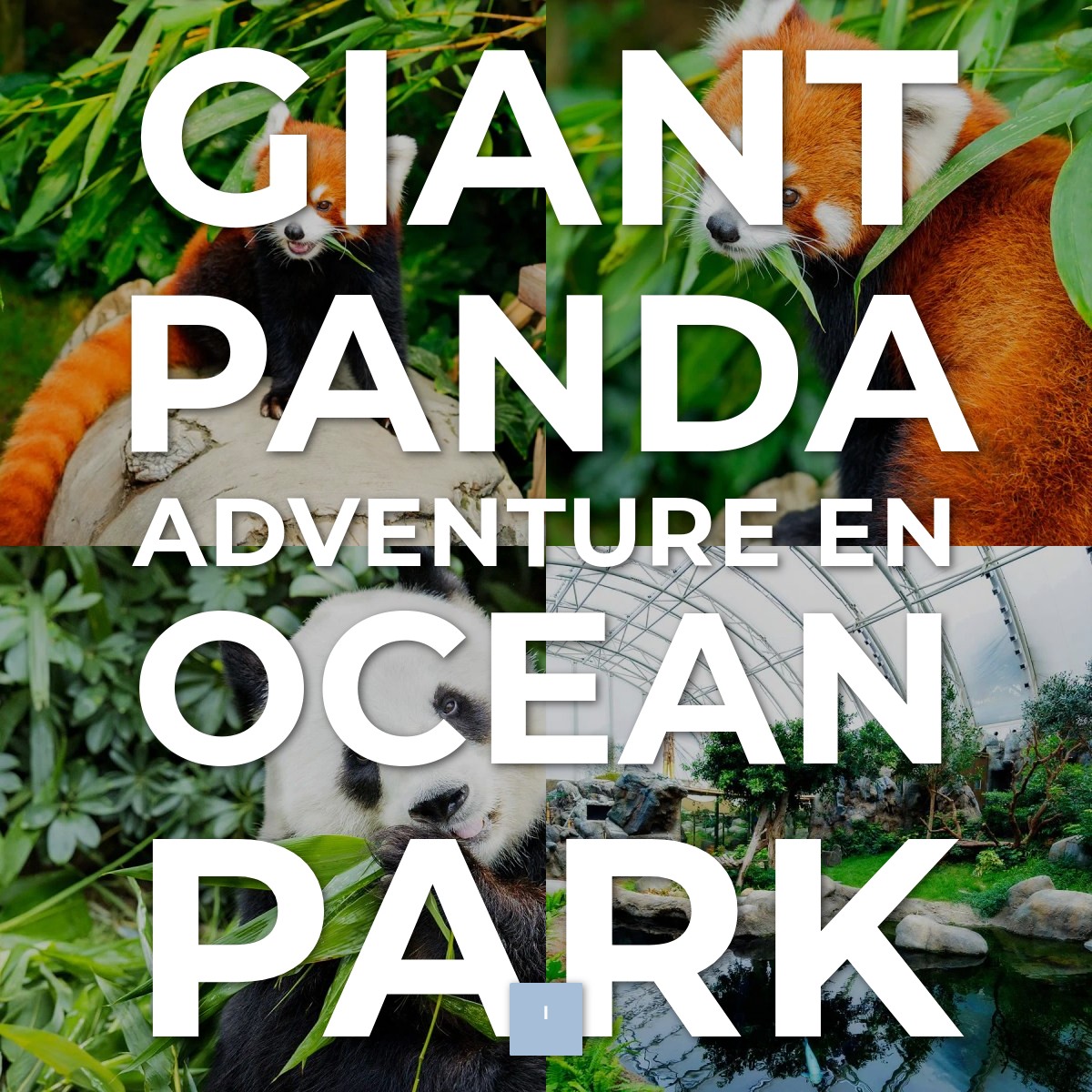 Audioguía de Giant Panda Adventure