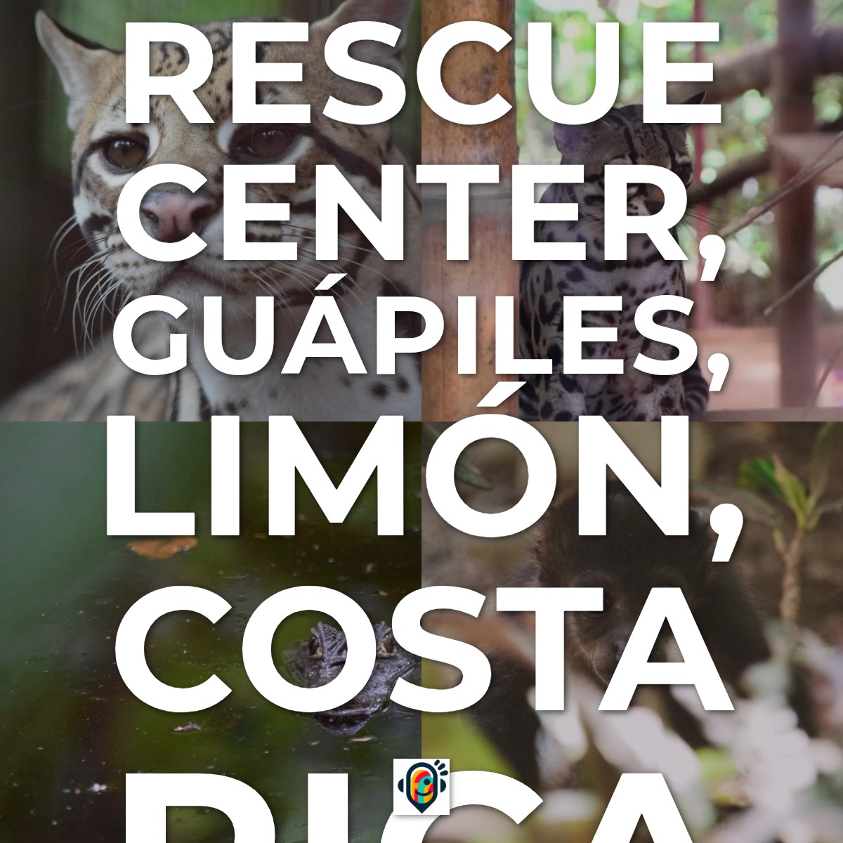 Audioguía de Centro Conservacion Jaguar Rescue Center