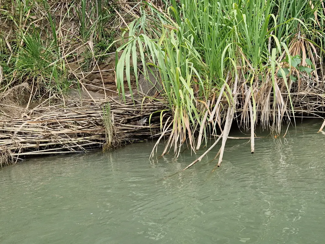 Audioguía de Damas Island Mangrove Boat Tour