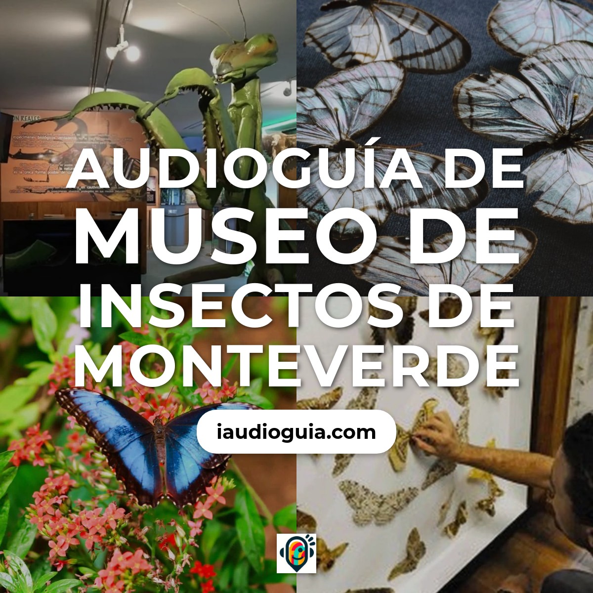 Audioguía de Museo Insectos