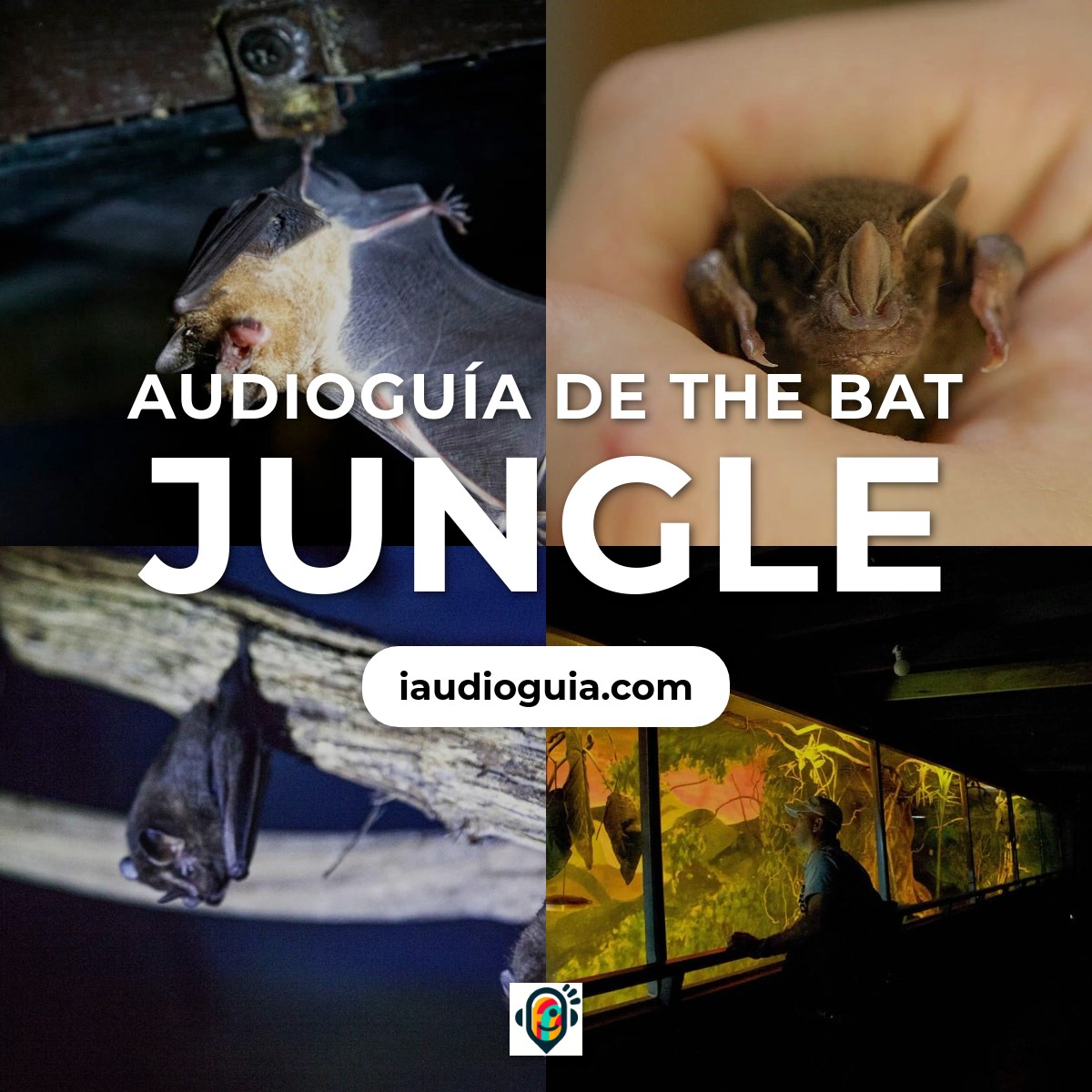Audioguía de The Bat Jungle