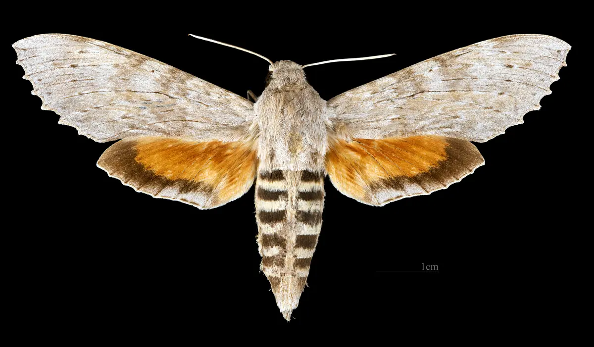 Audioguía de Puerto Ayora