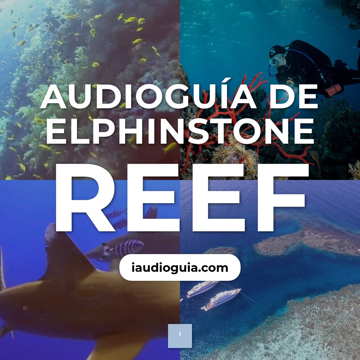 Audioguía de Elphinstone Reef