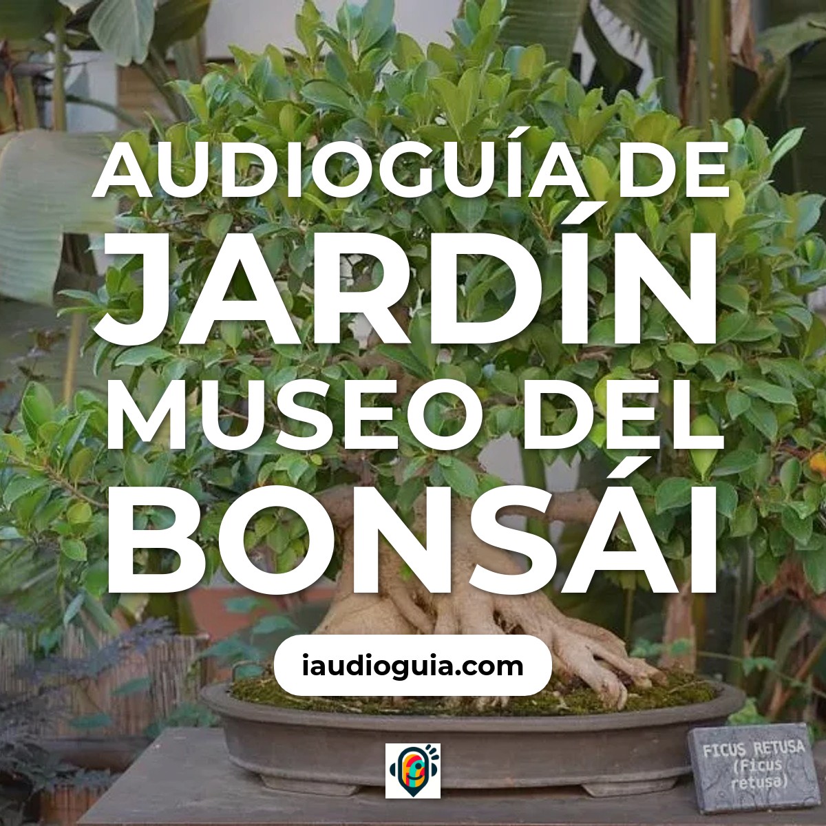 Audioguía de Jardín Museo del Bonsái