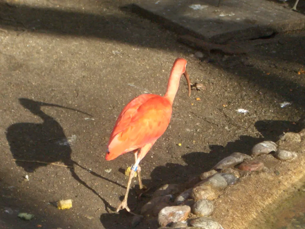 Audioguía de Zoo De Barcelona