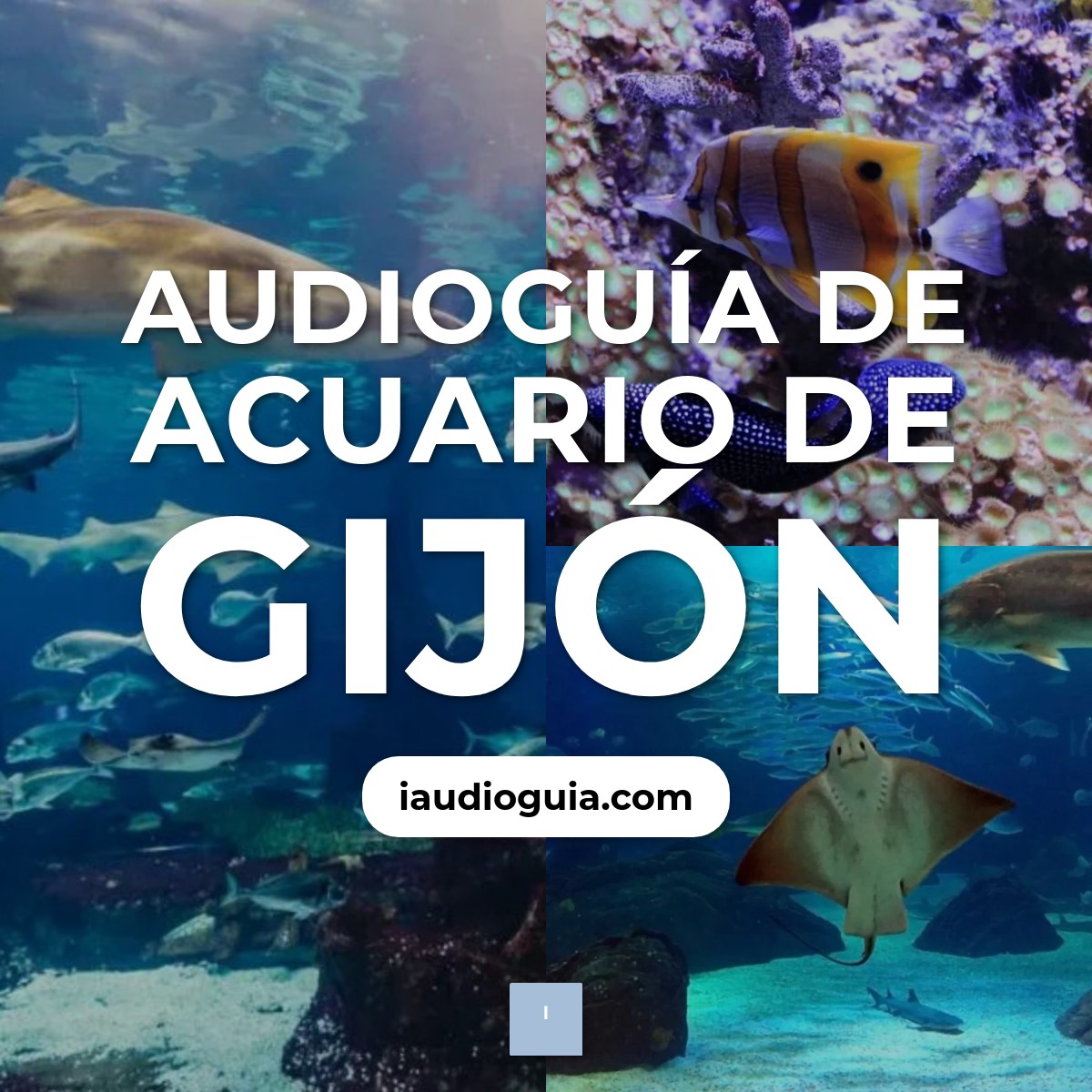 Audioguía de Acuario Gijon