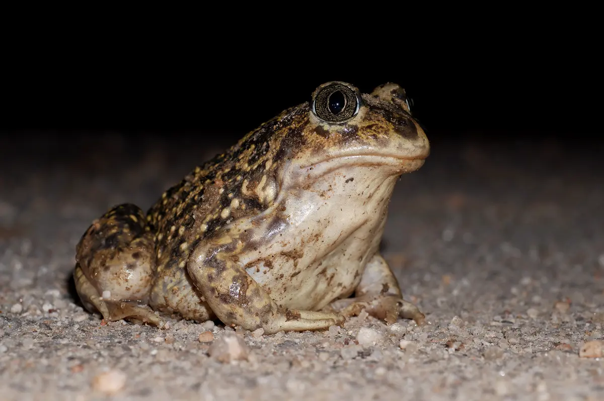 Audioguía de Parque Natural Sierra Andujar