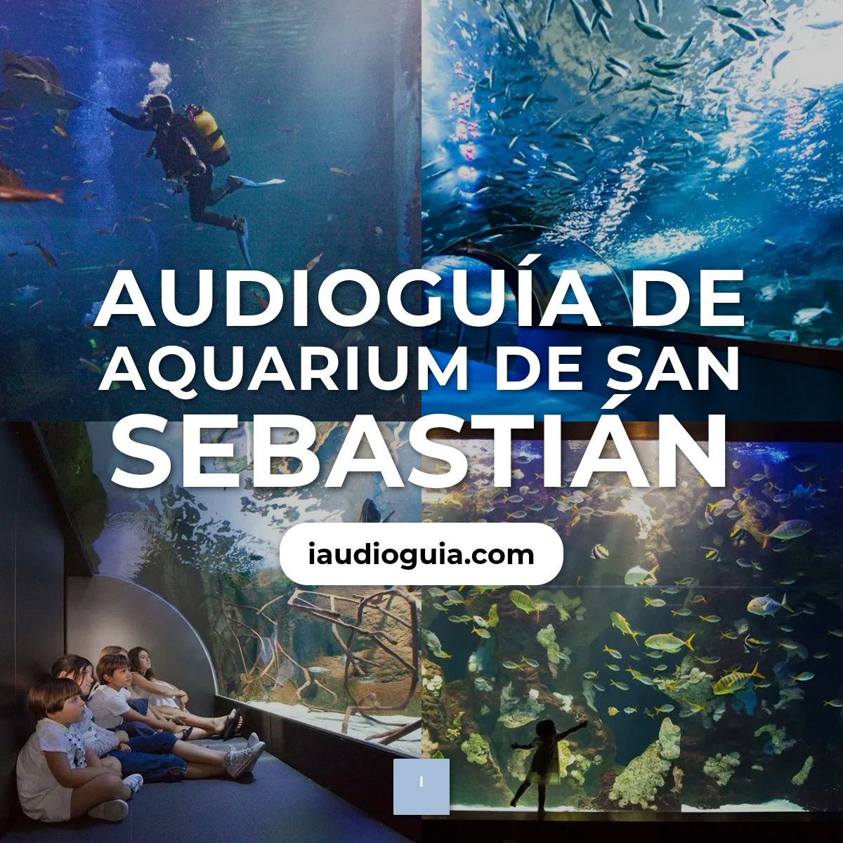 Audioguía de Aquarium