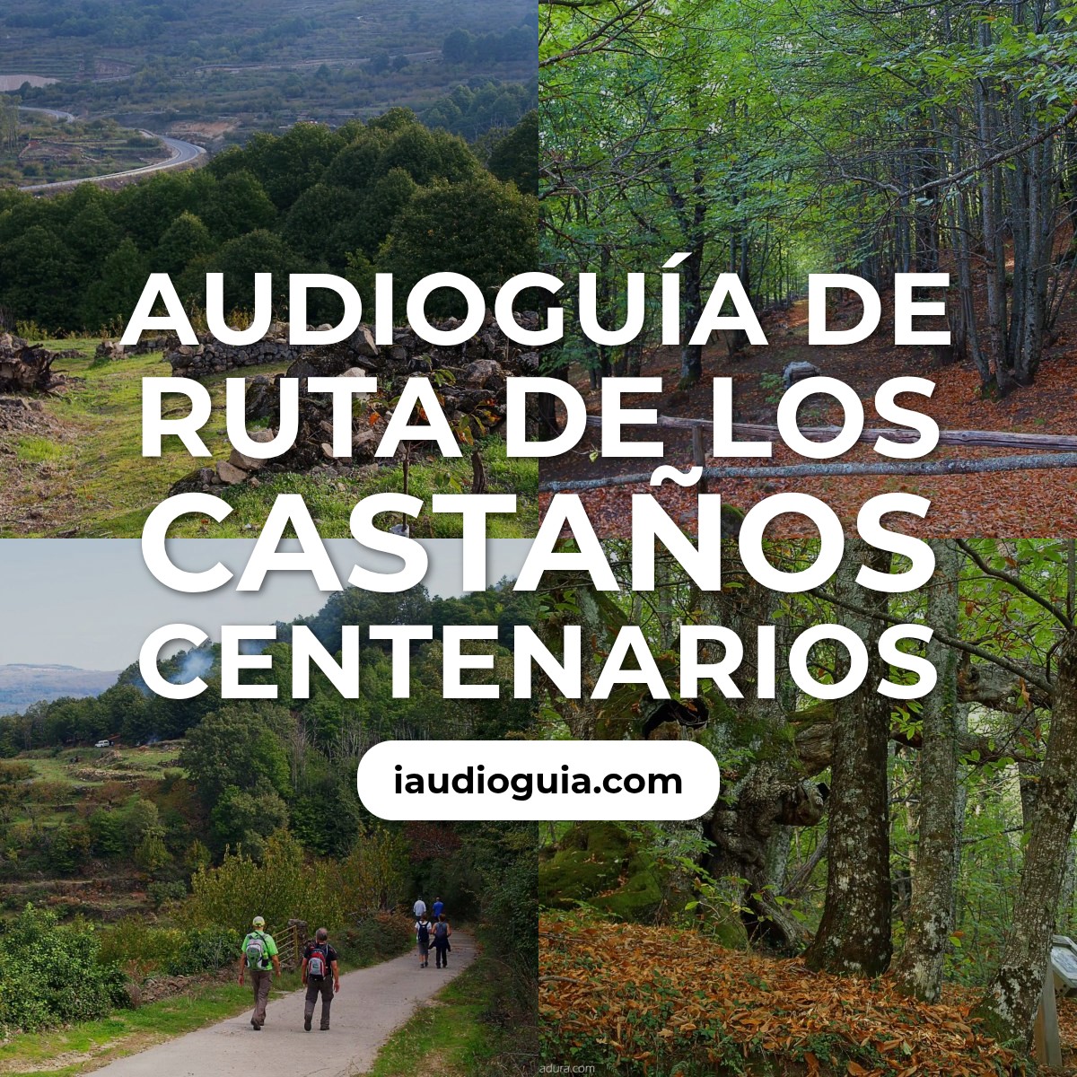 Audioguía de Ruta de los Castaños Centenarios