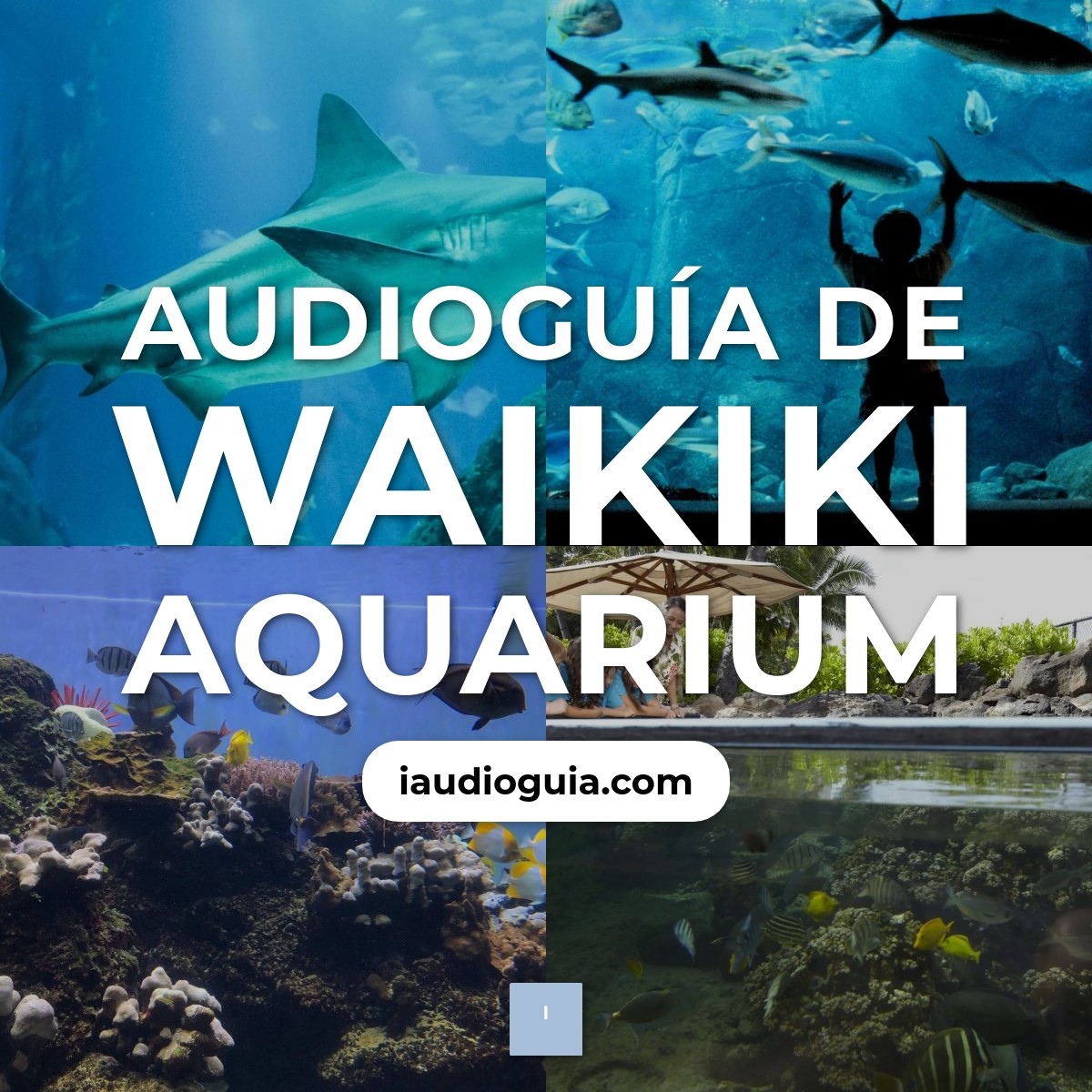 Audioguía de Waikiki Aquarium