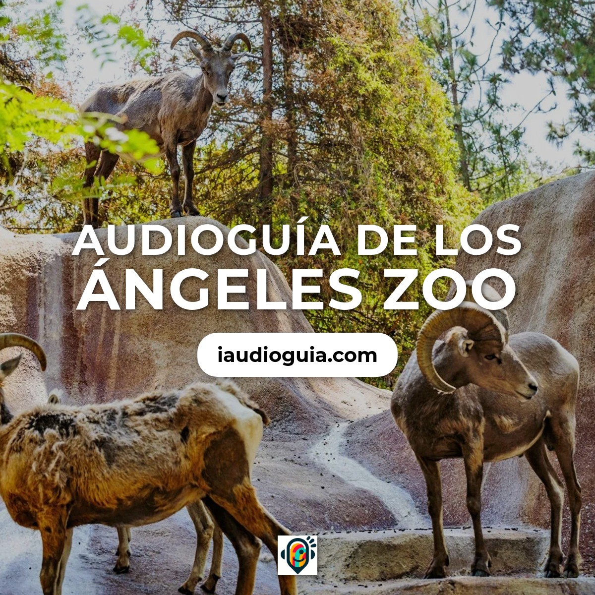 Audioguía de Angeles Zoo