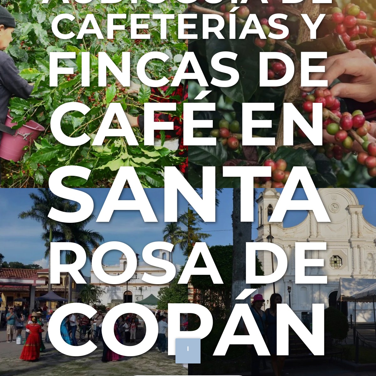 Audioguía de Cafeterias Fincas Cafe