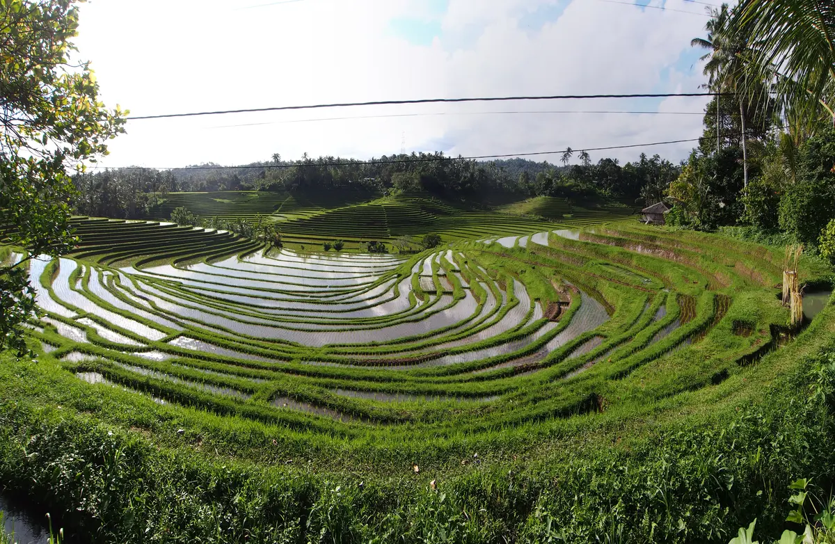 Terrazas de Arroz de Belimbing