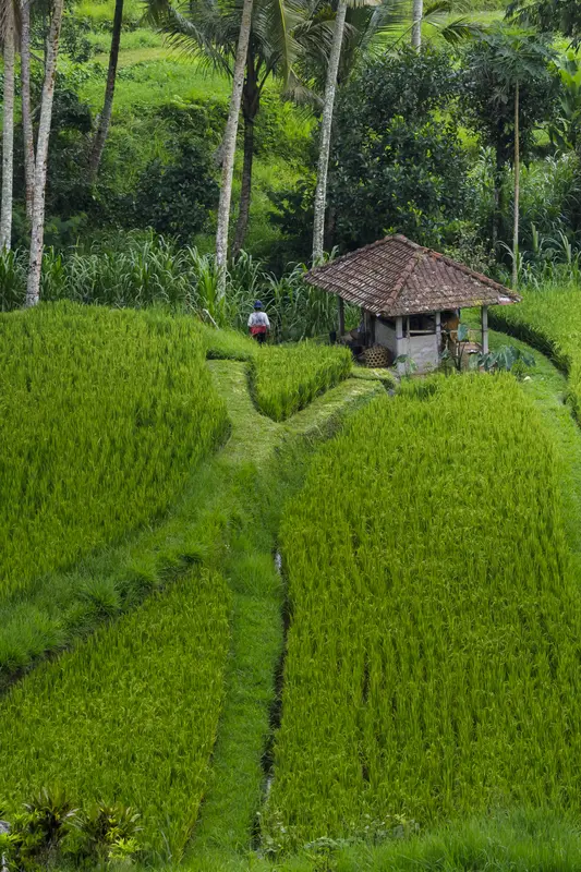 Audioguía de Jatiluwih Rice Terraces