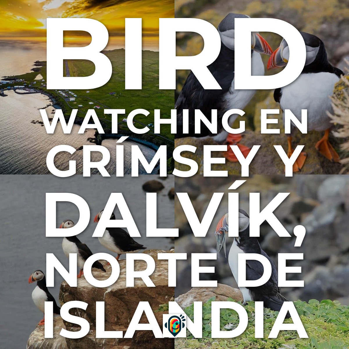 Audioguía de Bird Watching en Grímsey y Dalvík, Norte de Islandia