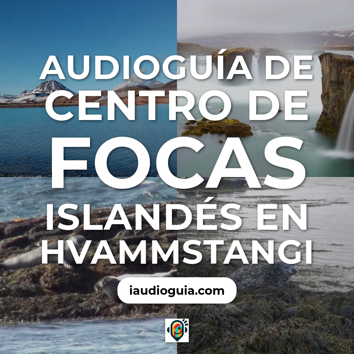 Audioguía de Centro de Focas Islandés en Hvammstangi