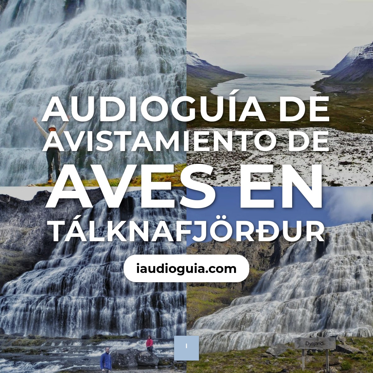 Audioguía de Avistamiento Aves