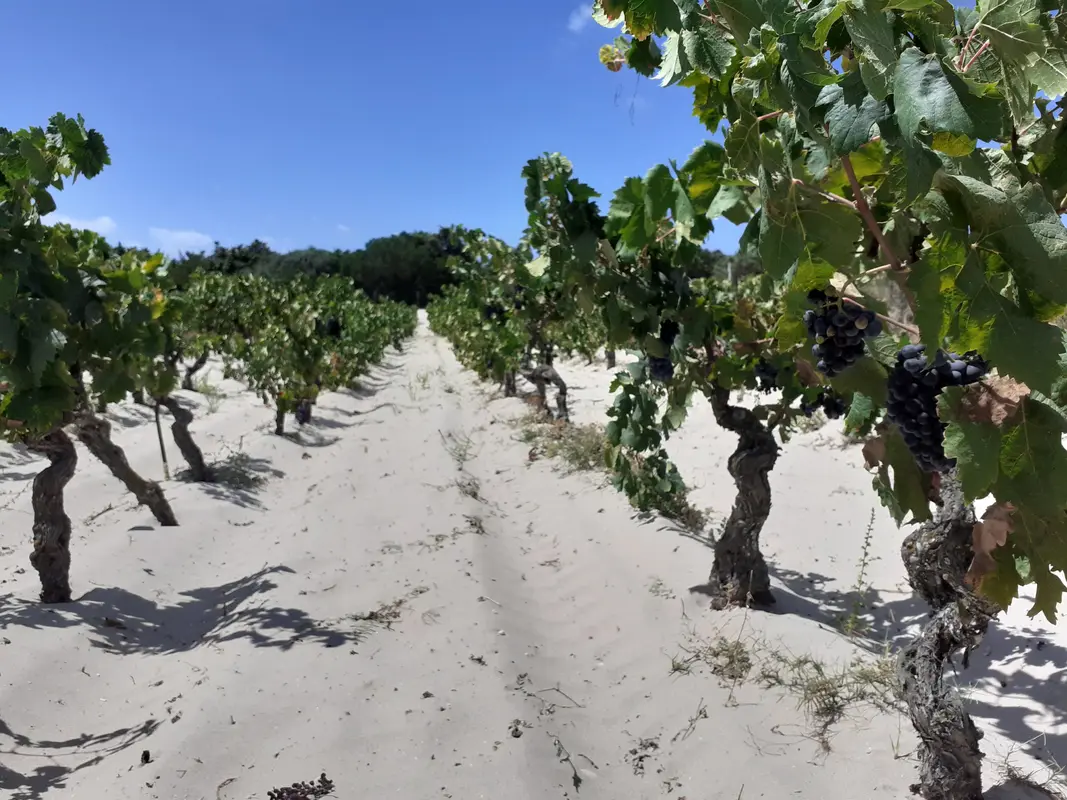 Audioguía de Spiaggia Grande