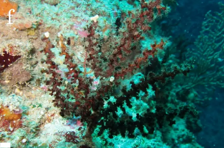 Audioguía de Cabo Manzamo