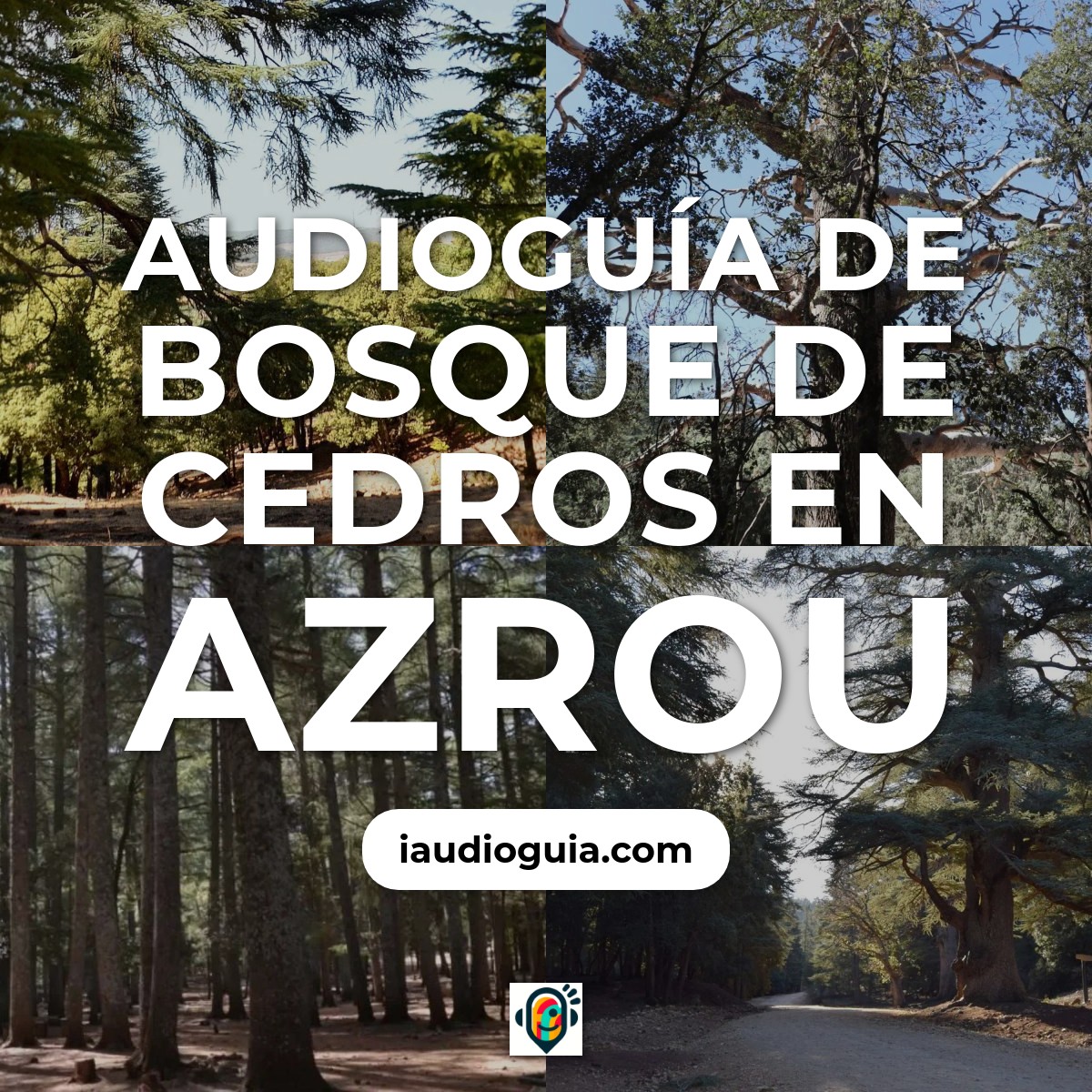 Audioguía de Bosque Cedros