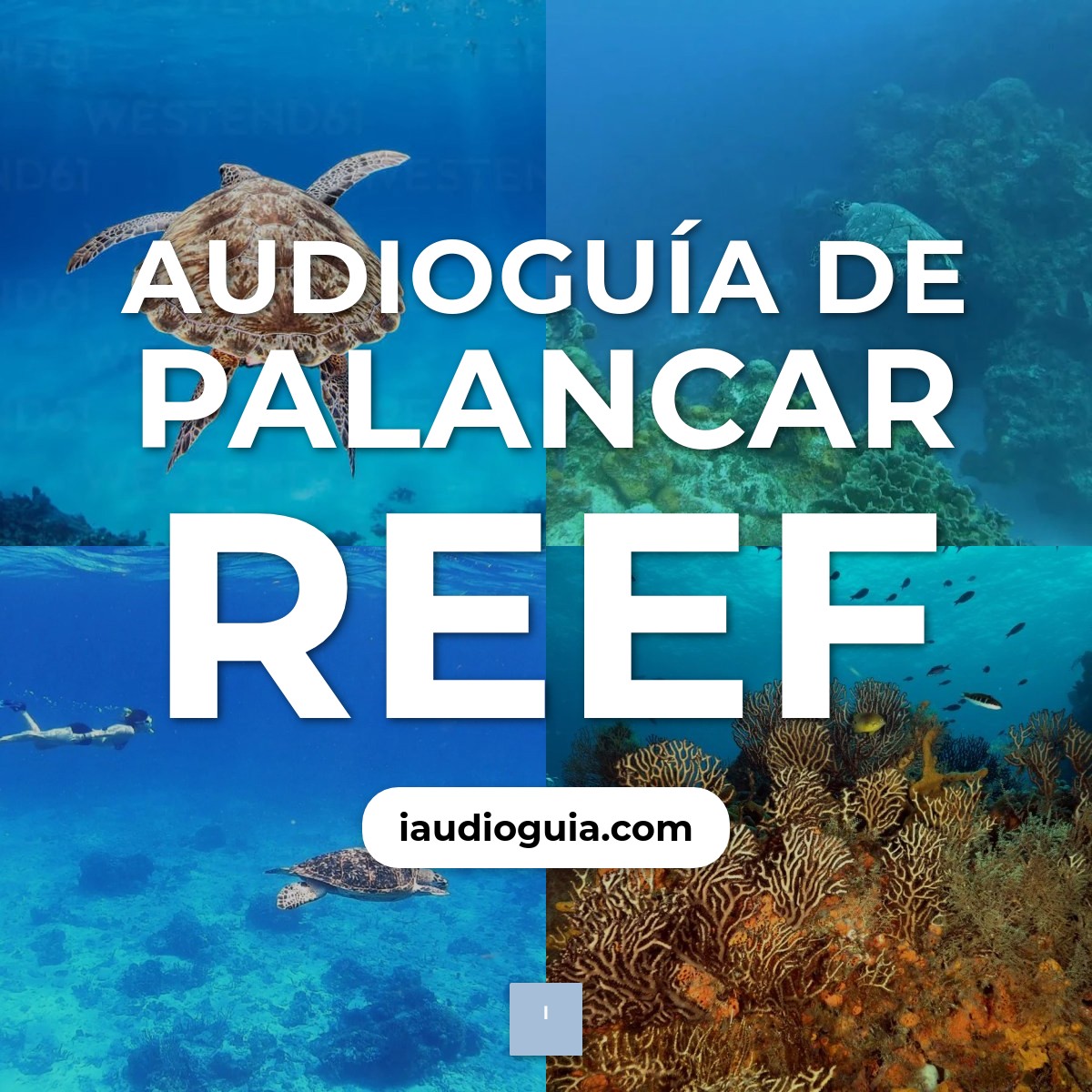 Audioguía de Palancar Reef
