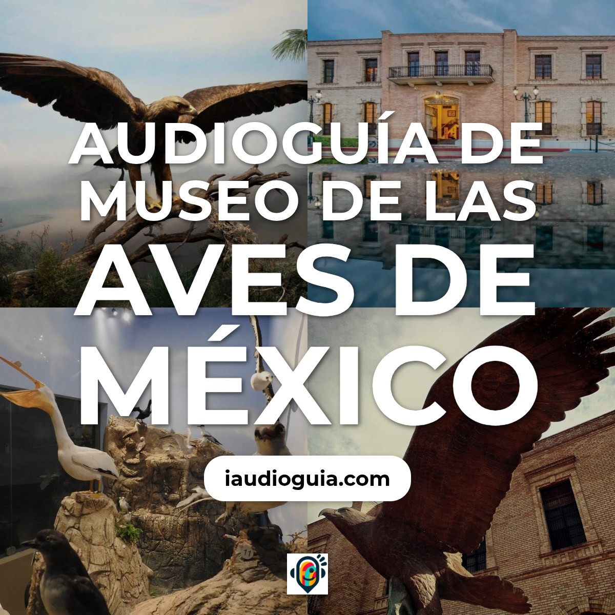 Audioguía de Museo Aves Mexico