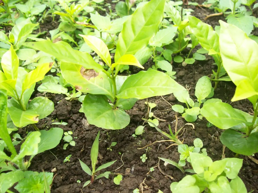 Audioguía de Wiwili Jinotega