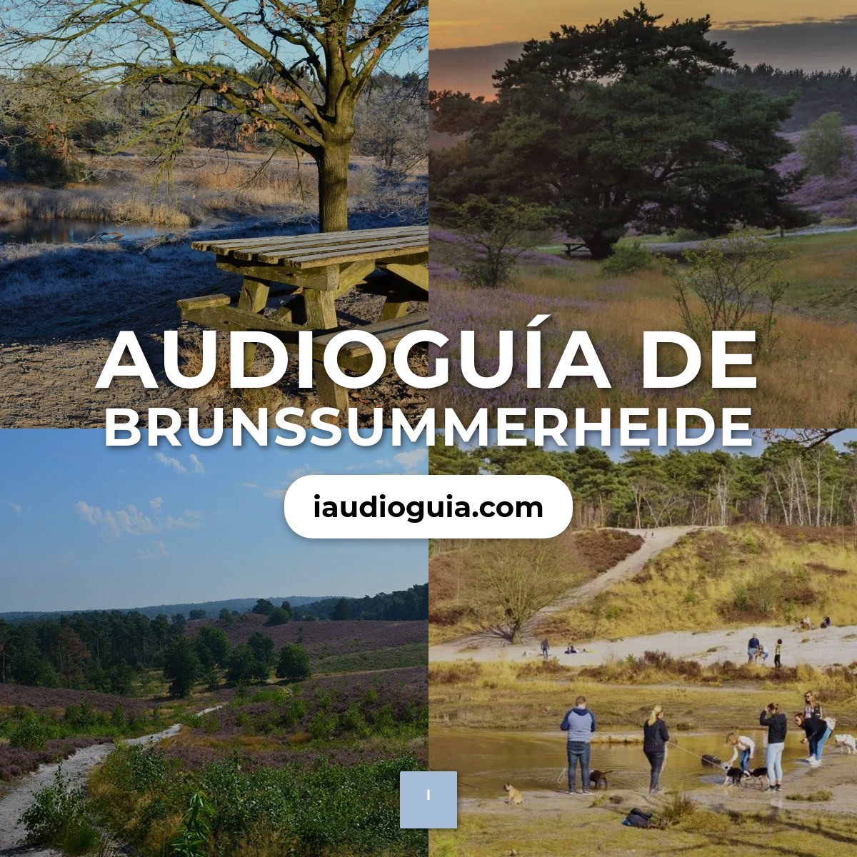 Audioguía de Brunssummerheide