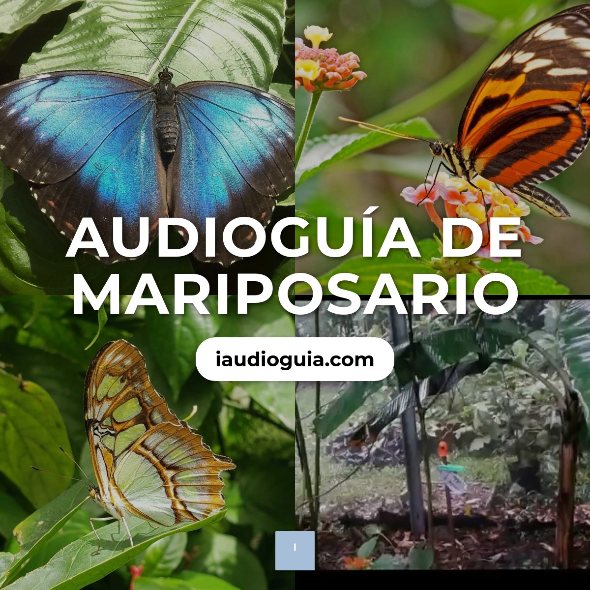 Audioguía de Mariposario
