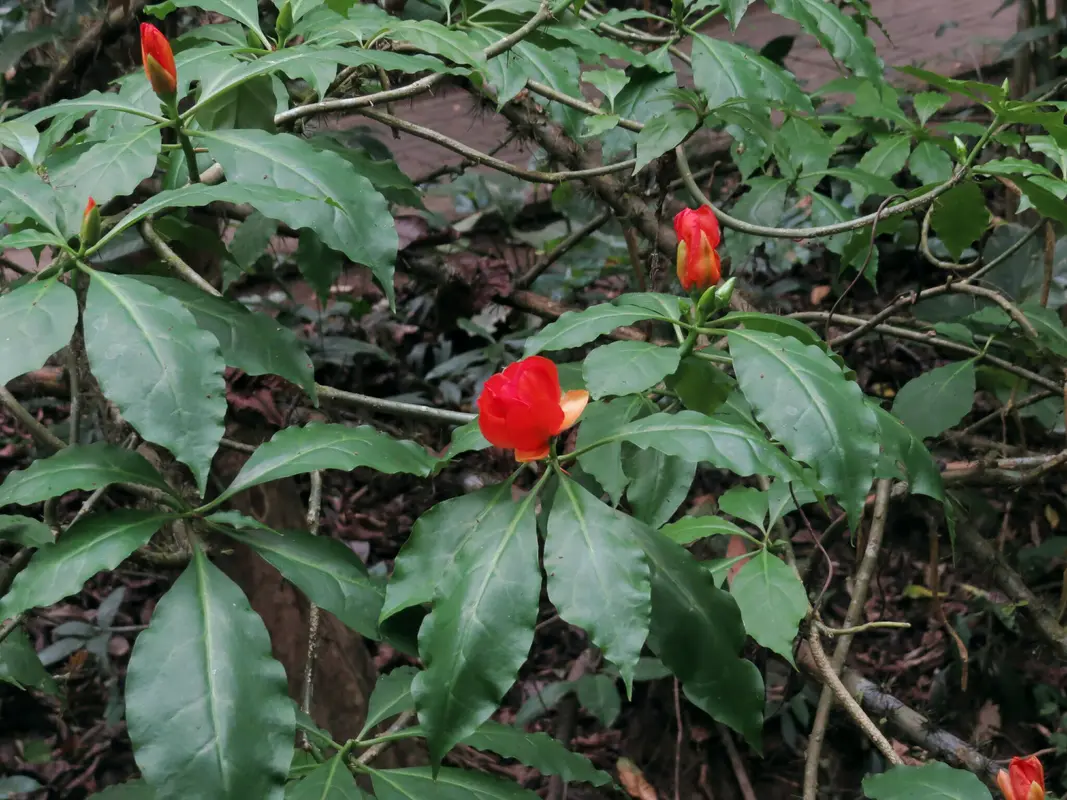 Audioguía de Gamboa Rainforest Reserve