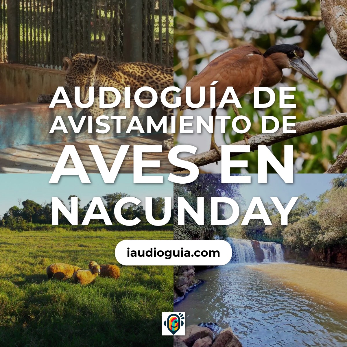 Audioguía de Avistamiento Aves En Nacunday