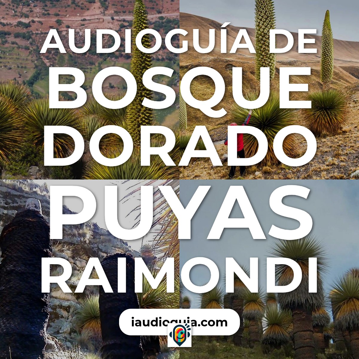 Audioguía de Bosque Dorado Puyas Raimondi