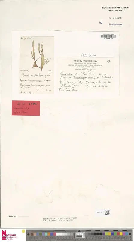 Audioguía de Yabucoa