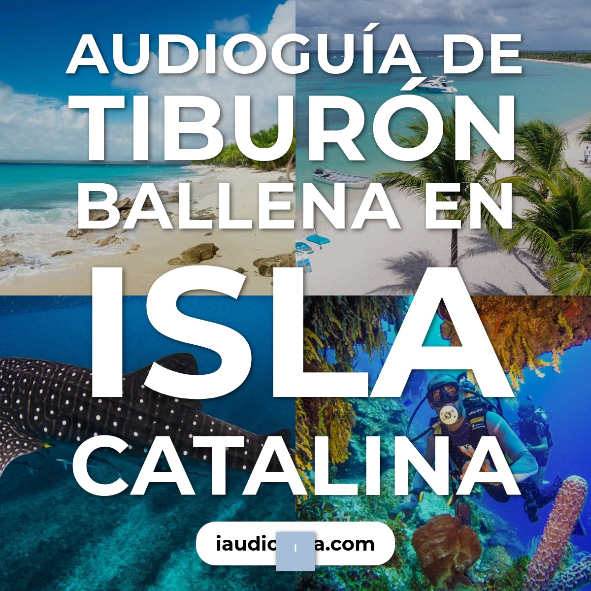 Tiburón Ballena en Isla Catalina