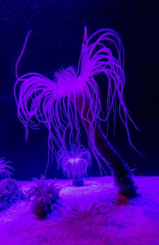 Audioguía de Two Oceans Aquarium