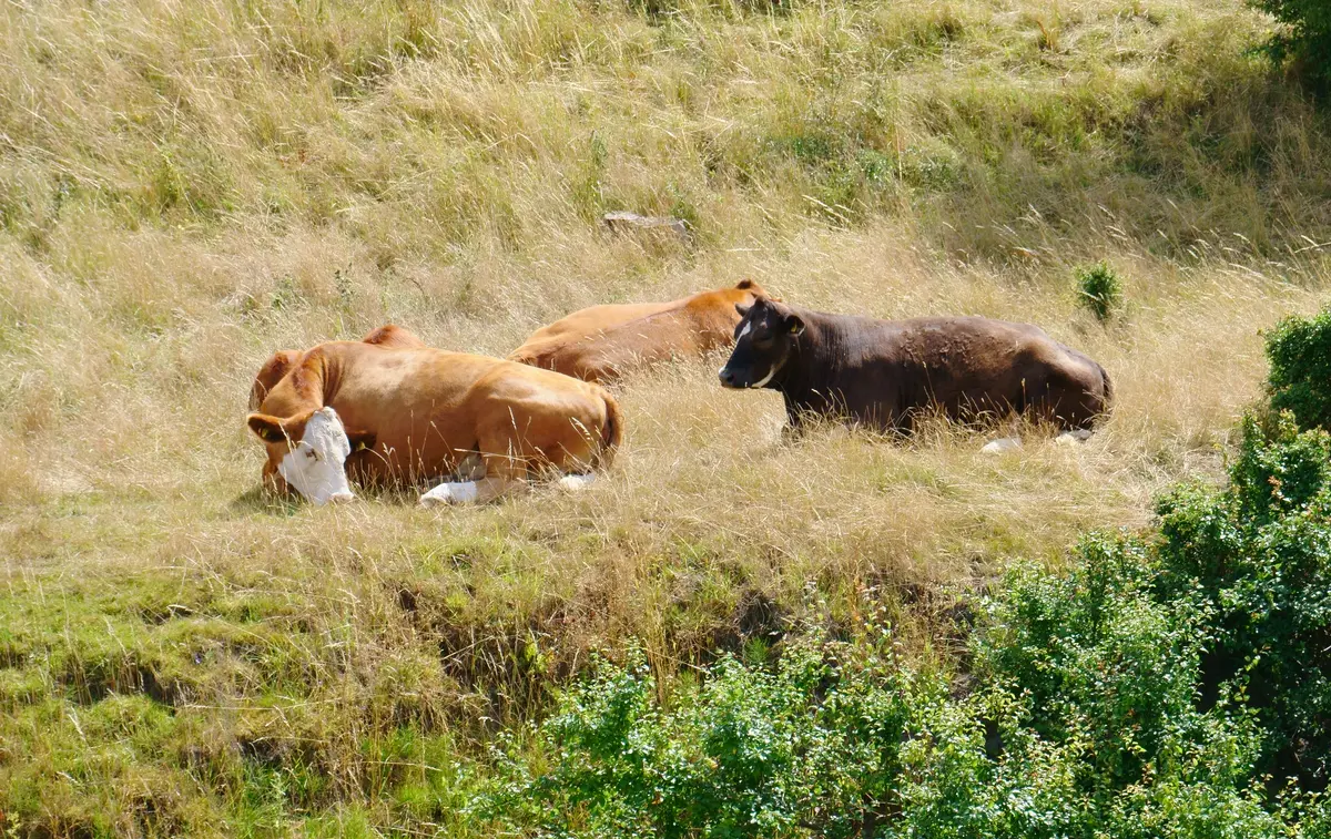 Audioguía de Rinnebacksravinen