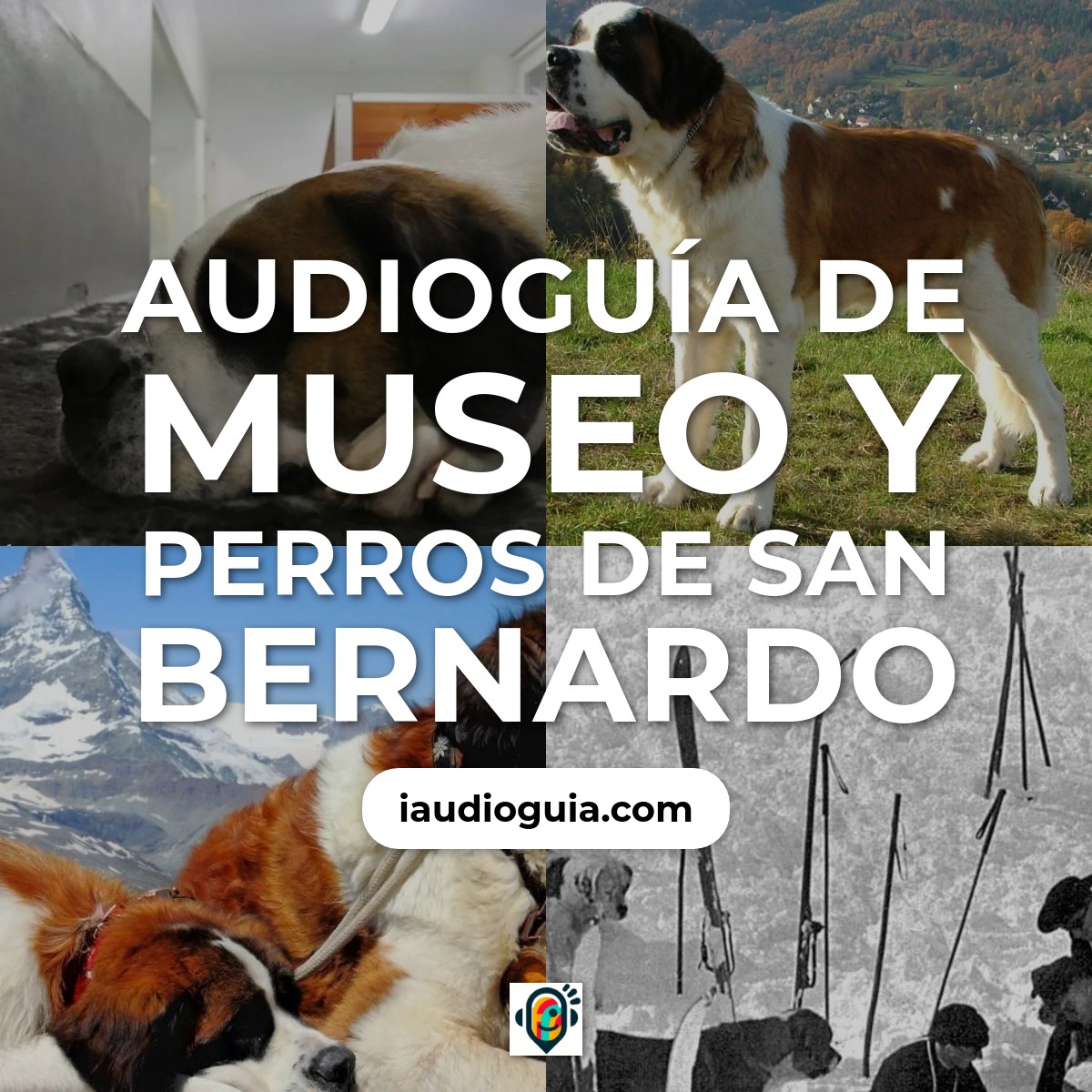 Audioguía de Museo Perro San Bernardo
