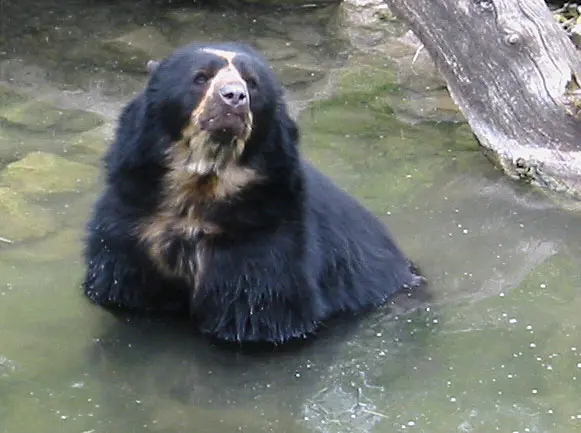 Zoológico de Zúrich