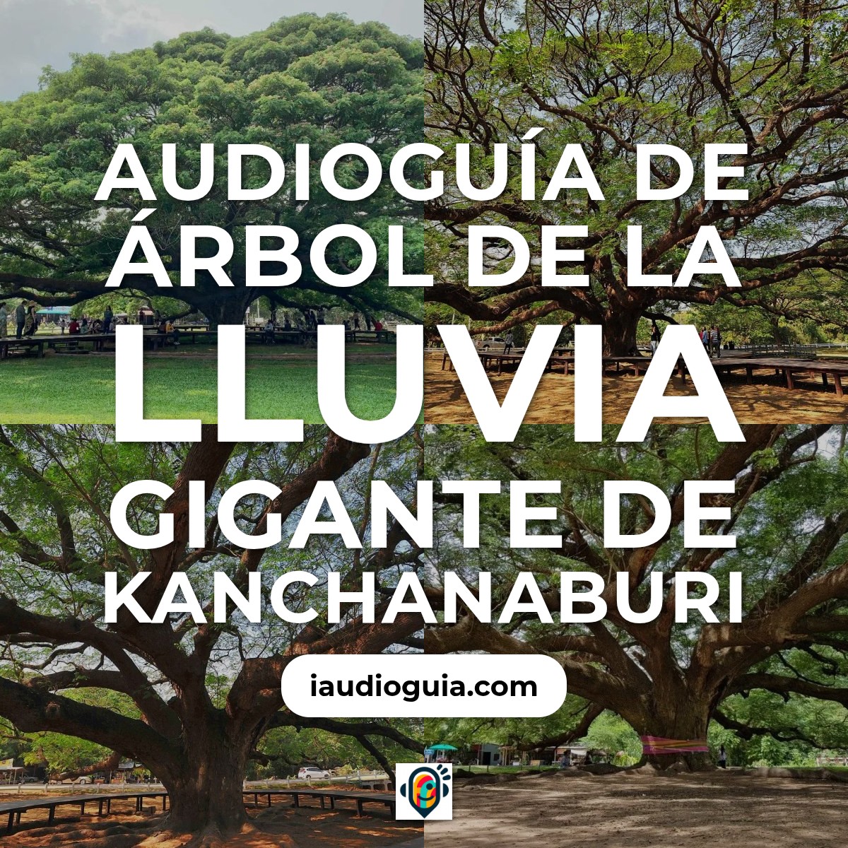 Audioguía de Giant Rain Tree