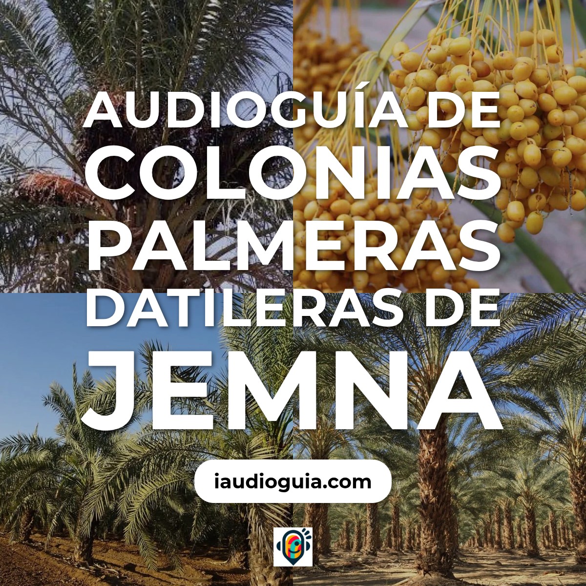 Colonias Palmeras Datileras de Jemna