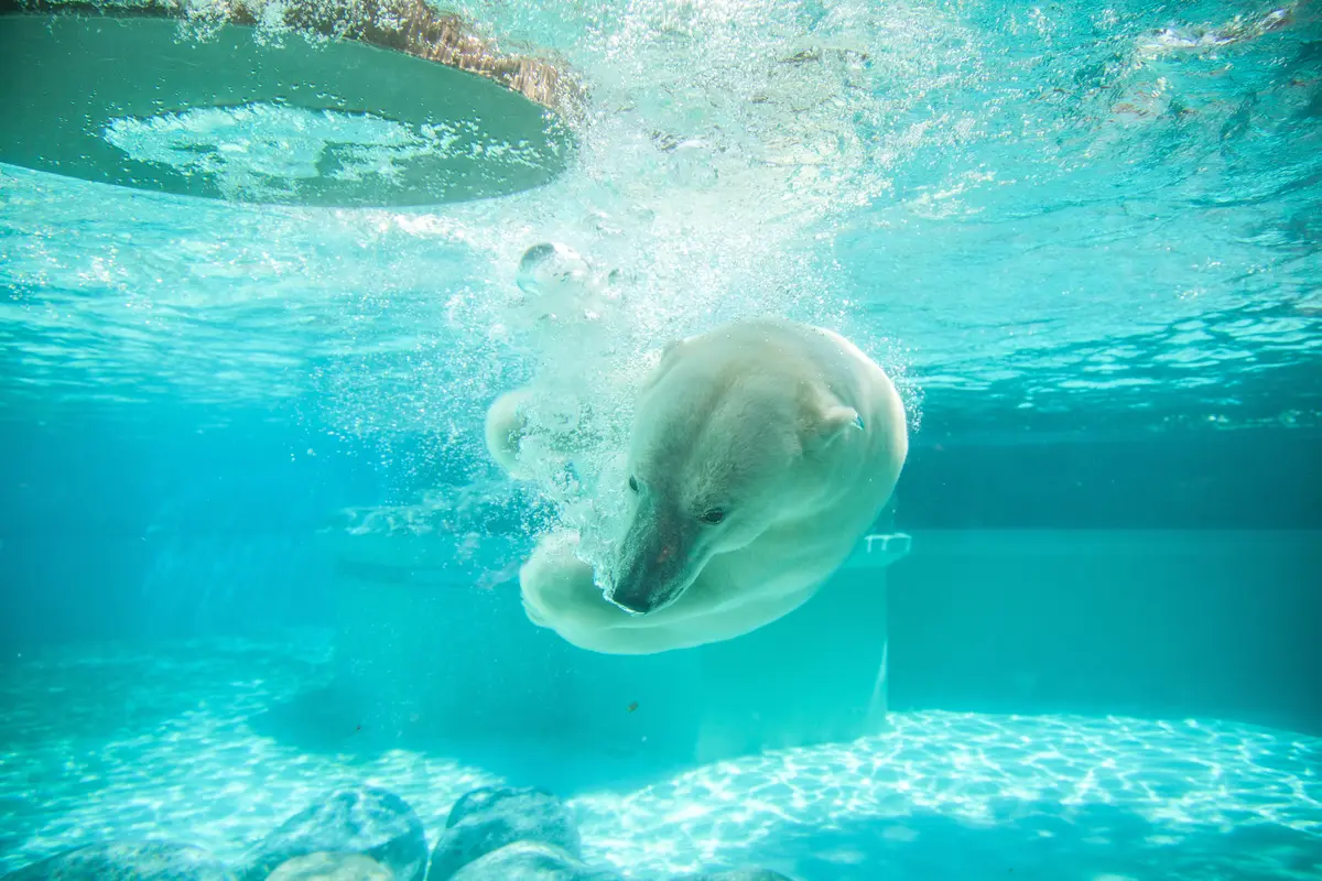 Zoológico de Lincoln Park