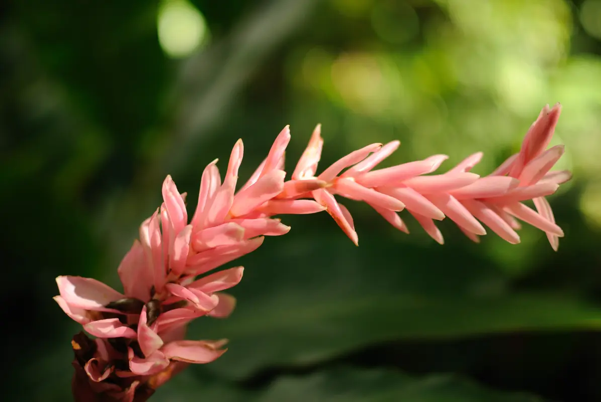 Audioguía de Lyon Arboretum