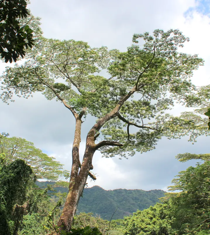 Audioguía de Manoa Falls